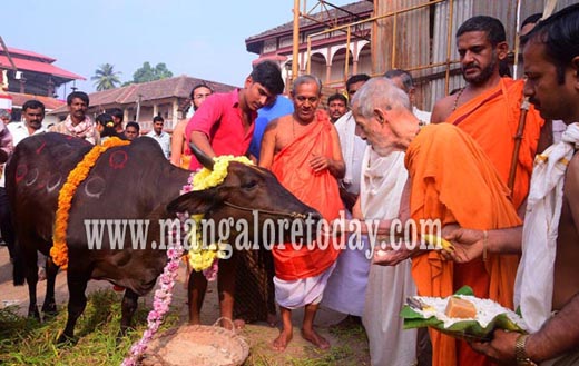  worship cows 